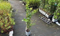 Jazmín estrella amarillo "Star of Toscana" - Trachelospermum jasminoides