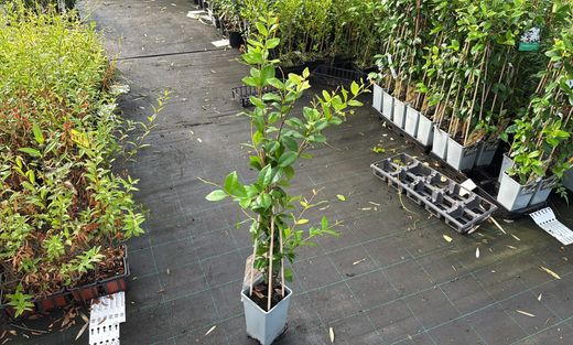 Jazmín estrella amarillo "Star of Toscana" - Trachelospermum jasminoides