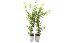 Jazmín estrella amarillo "Star of Toscana" - Trachelospermum jasminoides