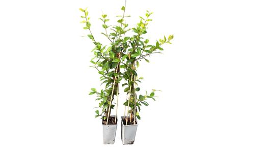 Jazmín estrella amarillo "Star of Toscana" - Trachelospermum jasminoides