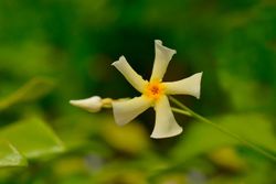 Jazmín estrella amarillo "Star of Toscana" - Trachelospermum jasminoides