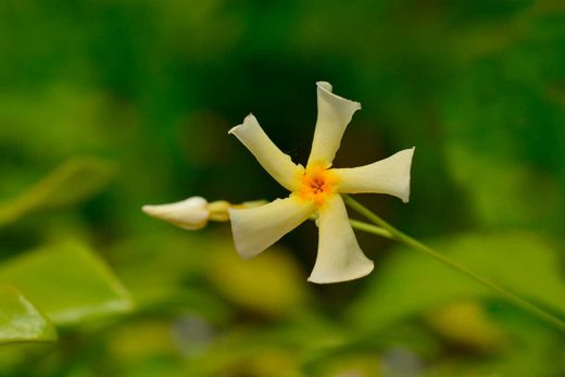 Jazmín estrella amarillo "Star of Toscana" - Trachelospermum jasminoides