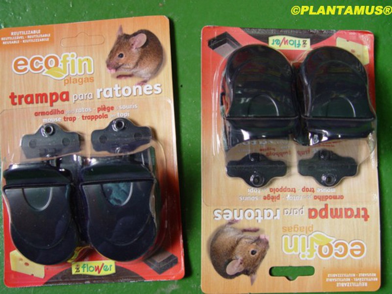 Trampas para ratones. ¡Haz que desaparezcan! — Plantamus Vivero online