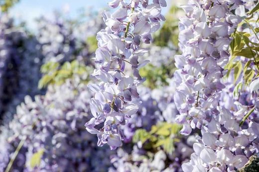 Trepadoras con flor: Wisteria sinensis, glicinia lila