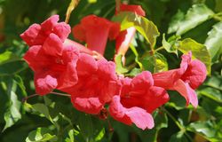 Trombeta, bignonia vermelha, flamingo de Campsis radicans