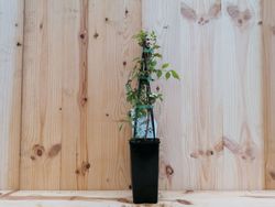 Trombeta, bignonia vermelha, flamingo de Campsis radicans