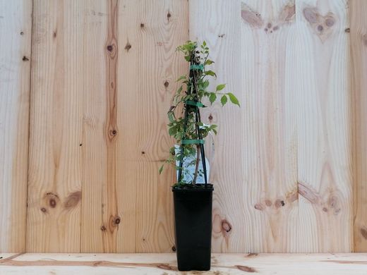 Trombeta, bignonia vermelha, flamingo de Campsis radicans