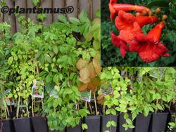 Trombeta, bignonia vermelha, flamingo de Campsis radicans