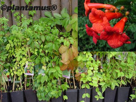 Trombeta, bignonia vermelha, flamingo de Campsis radicans