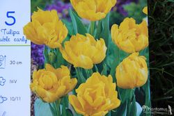 TulipÃƒÂ¡n amarillo, Monte Carlo