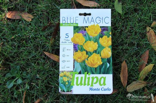 Tulipe jaune, Monte Carlo