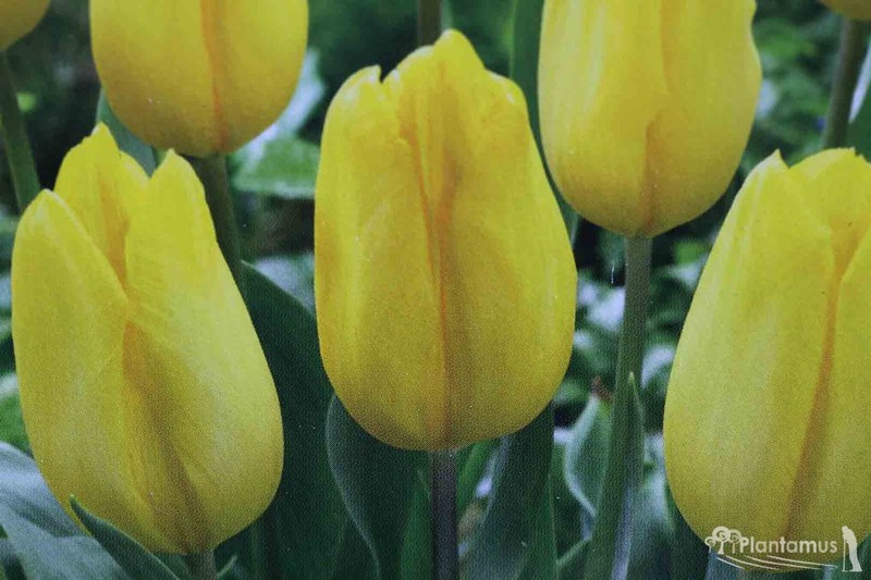 Tulipe jaune, variÃ©tÃ© Vol jaune — Plantamus Pépinière en ligne