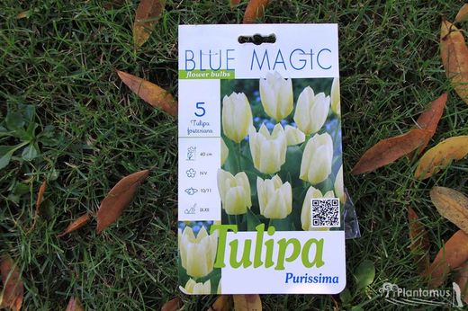 Tulipe blanche Purissima
