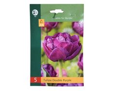 Tulipán doble Violeta