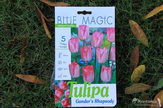 Tulipe violette, triomphe audacieux