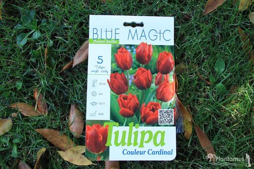 Tulipe prÃ©coce rouge cardinal