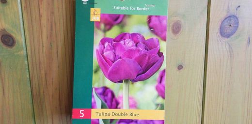 Tulipas azuis