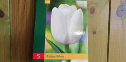Tulipanes blancos
