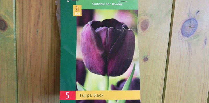 Bulbos de Tulipanes de flor negra a precios económicos — Plantamus Vivero  online