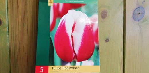 Tulipanes rojos y blancos