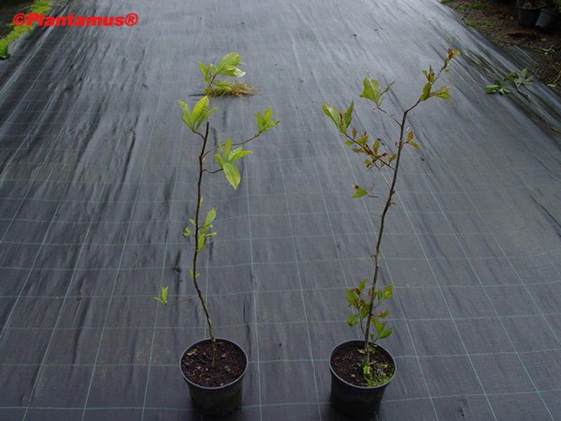 Tupelo, Nyssa sylvatica — Plantamus Vivero online