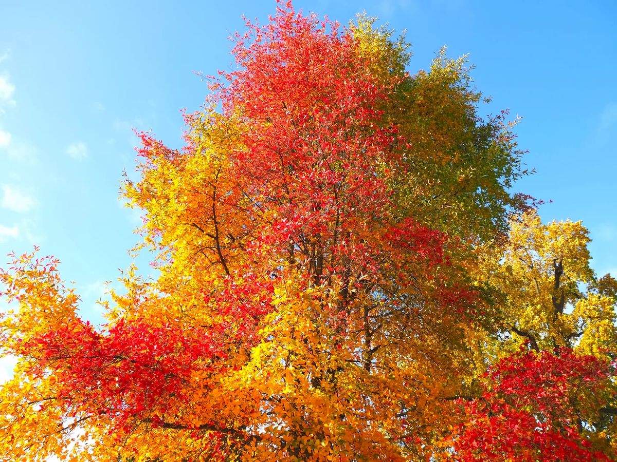 Tupelo, Nyssa sylvatica Maceta de 2 litros. Altura de la planta 70 cm