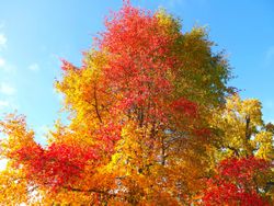 Tupelo, Nyssa sylvatica