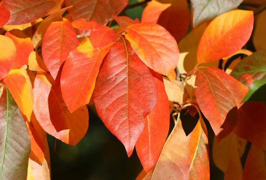 Tupelo, Nyssa sylvatica