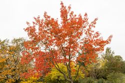 Tupelo, Nyssa sylvatica