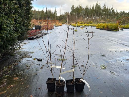 Tupelo, Nyssa sylvatica