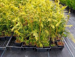 Thuya jaune, Thuja plicata Zebrina