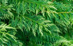 Thuya jaune, Thuja plicata Zebrina