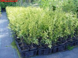 Thuya jaune, Thuja plicata Zebrina