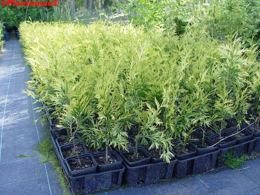 Thuya jaune, Thuja plicata Zebrina