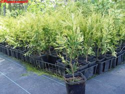 Thuya jaune, Thuja plicata Zebrina