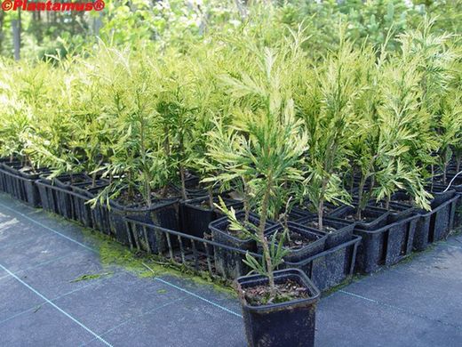 Thuya jaune, Thuja plicata Zebrina