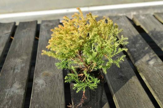 Tuya del Canadá, Tuya occidentalis "Rheingold"