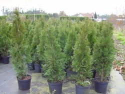 Tuya esmeralda, tuya del Canada