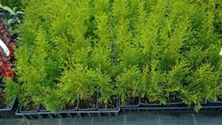 Tuya esmeralda, tuya del Canada smargad