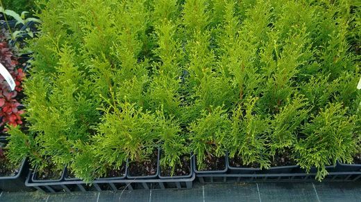 Thuja émeraude, la thuja du Canada smargad