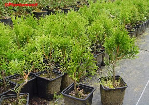 Tuya esmeralda, tuya del Canada smargad