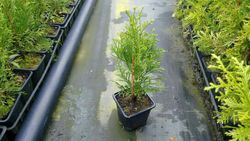 Tuya esmeralda, tuya del Canada smargad