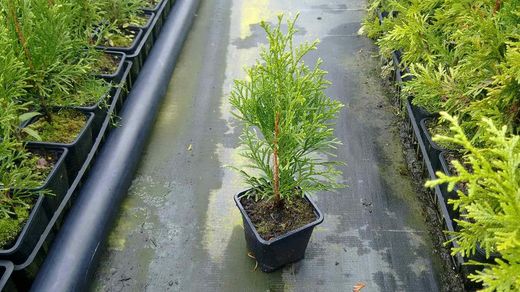 Tuya esmeralda, tuya del Canada smargad