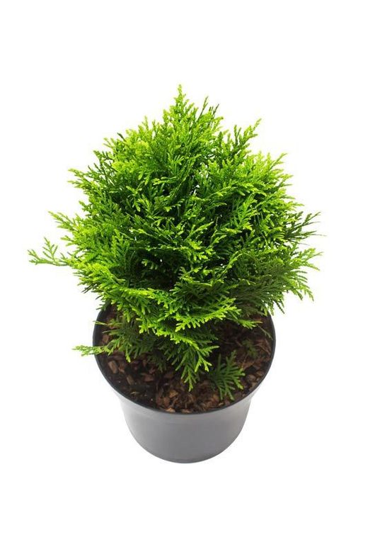 Tuya occidentalis "Danica"