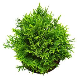 Tuya occidentalis "Danica"