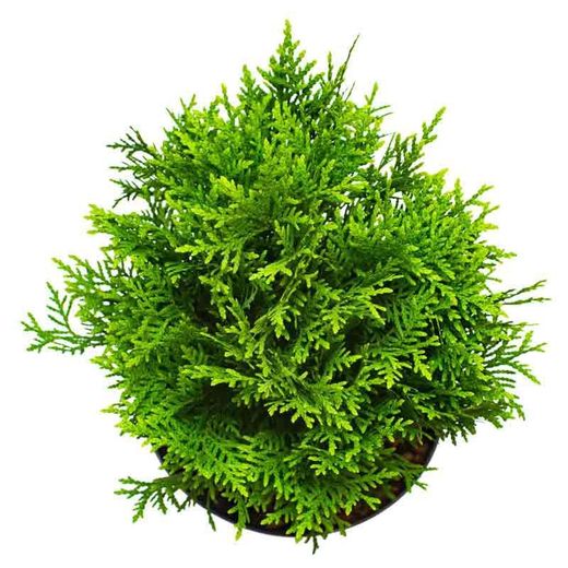 Tuya occidentalis danica