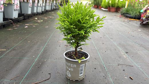 Tuya occidentalis "Danica"