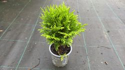 Tuya occidentalis "Danica"