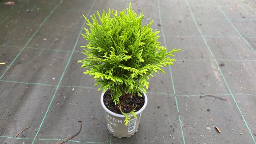 Tuya occidentalis "Danica"