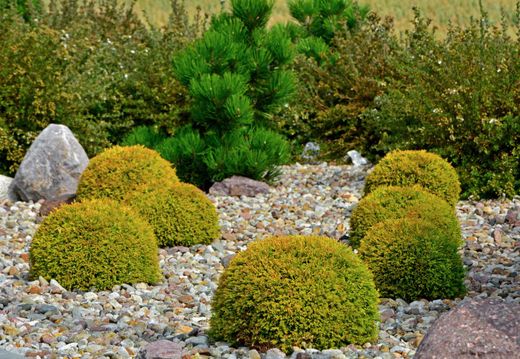 Tuya occidentalis Golden globe